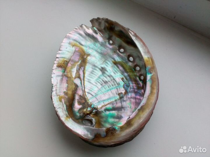 Морская раковина Haliotis fulgens 132 мм Крупная