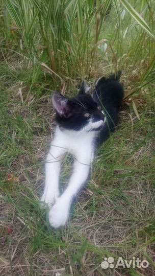Черно-белый котенок в дар хорошим людям