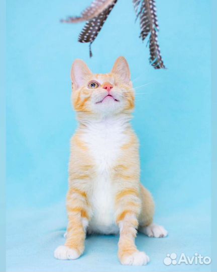 Малыш инвалид, рыжий котёнок ищет семью