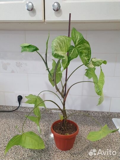 Филы, сингониумы, хавортия, пеперомия, кливия