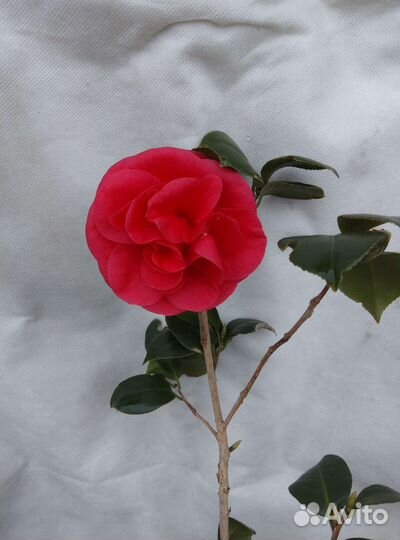 Саженцы декоративных ланшафтных Экзотов