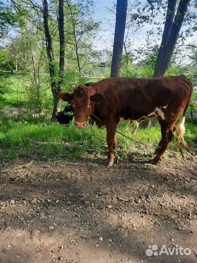 Корова телка