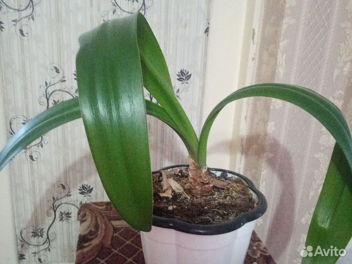 Гиппеаструм