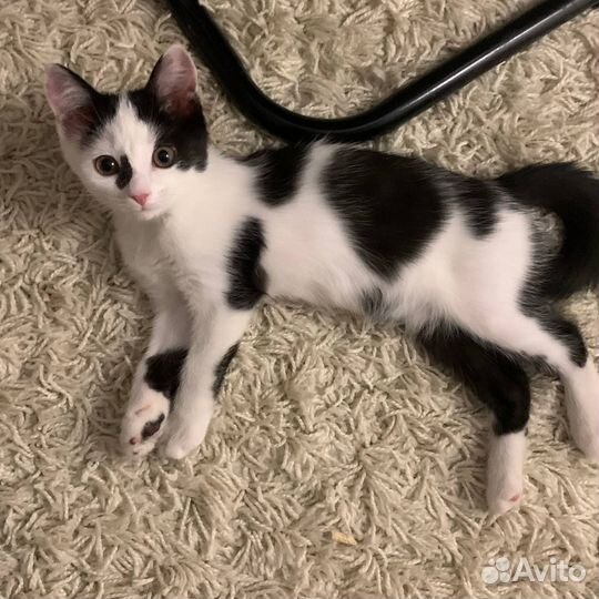 Котенок в добрые руки