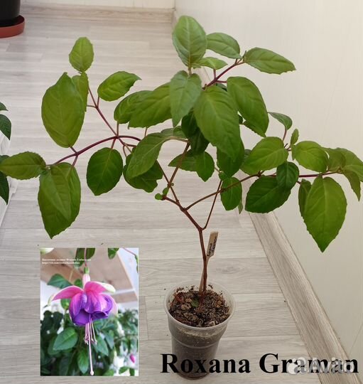 Фуксии сортовые