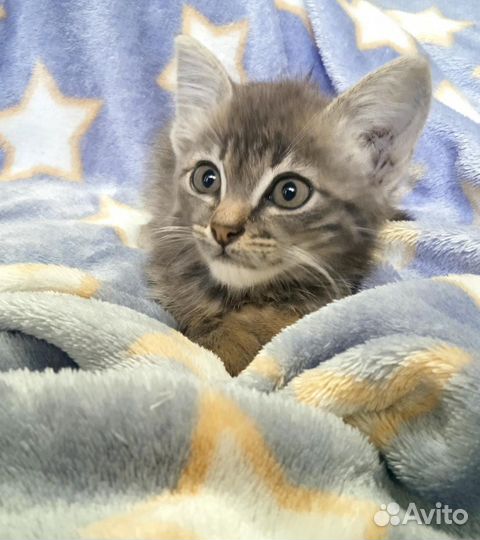 Котята в добрые руки бесплатно