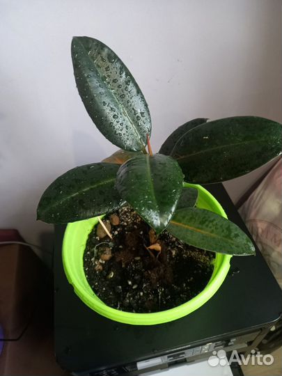 Фикус в ассортименте