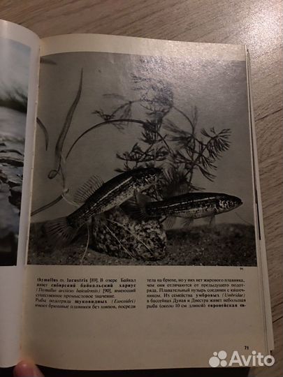 Иллюстрированная энциклопедия рыб