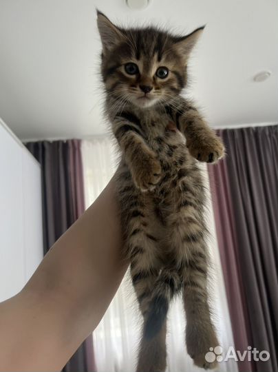 Кошка в дар бесплатно