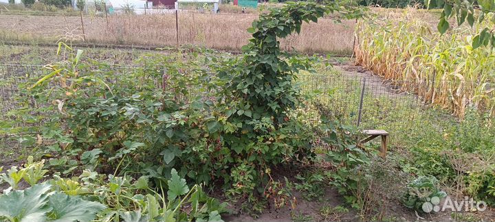 Ежевика безшипная черная