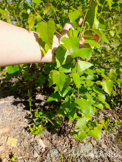 Саженцы рябины, берёз, сирени, черноплодной рябины