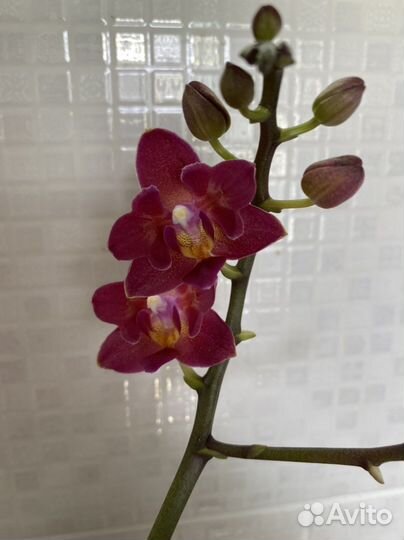 Орхидея фаленопсис мини Смарт (бабочка)