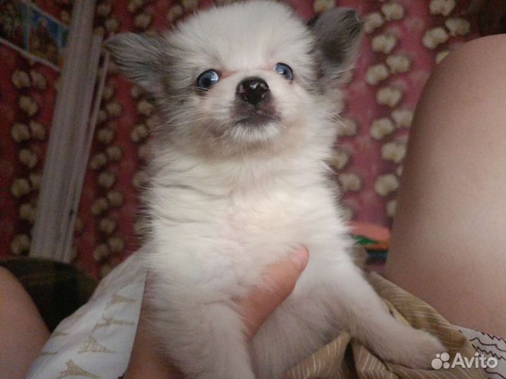 Щенки померанский