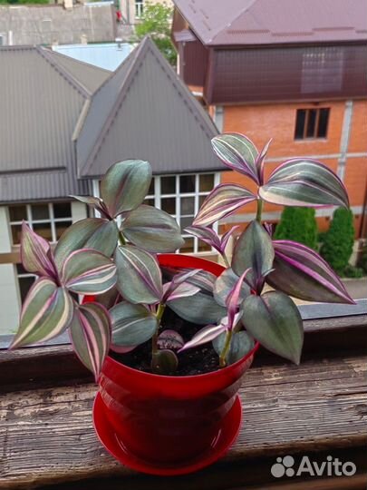 Традесканция Квадриколор