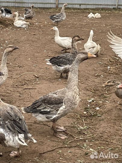 Гусаки и гусыни 6 месяцев