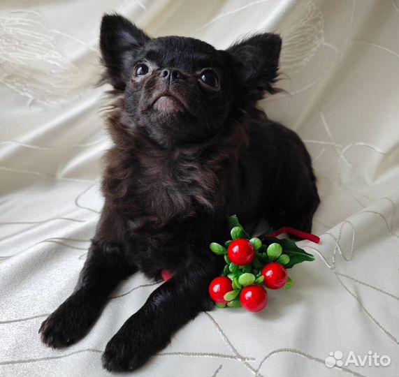 Чихуахуа - хочу такую