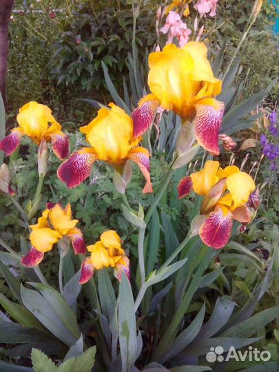 Красивые,лечебные цветы-многолетки.Ирисы сортовые