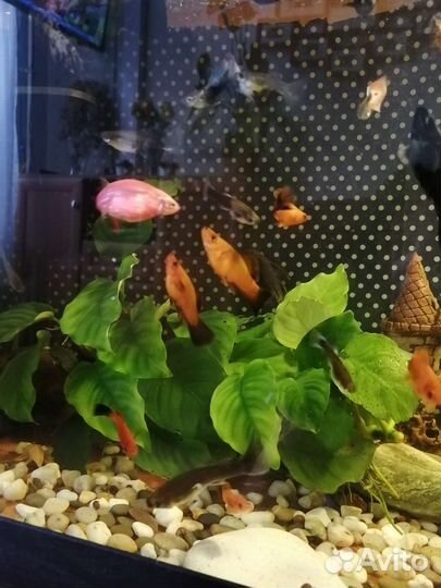 Аквариумные рыбки