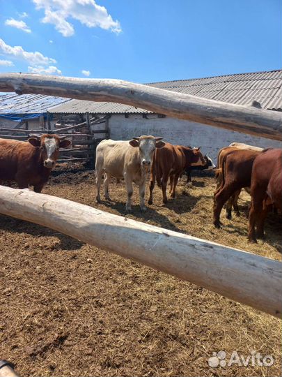 Быки на племя или на мясо