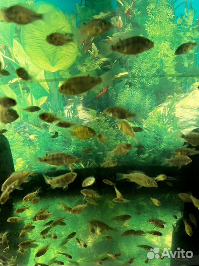 Телапия малек