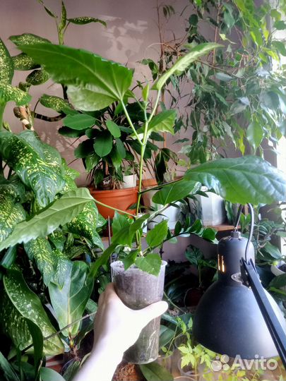 Гибискус, китайская роза