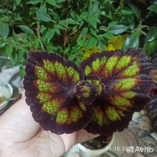 Бегония км-Фисташка в шоколаде