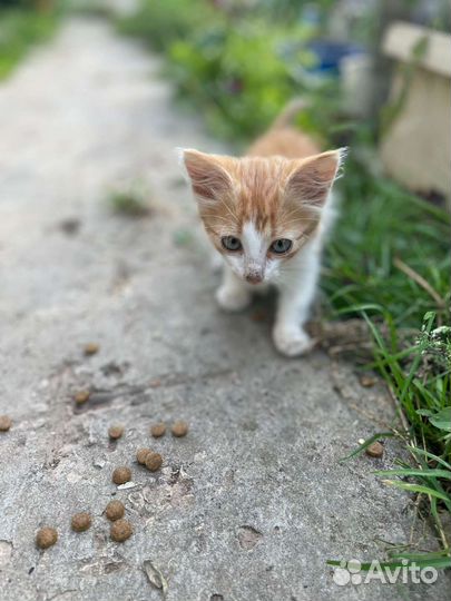 Кошка мальчики
