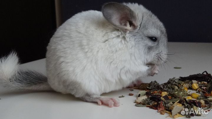 Шиншиллята беляши и фиолетики