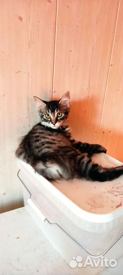 Курильский бобтейл