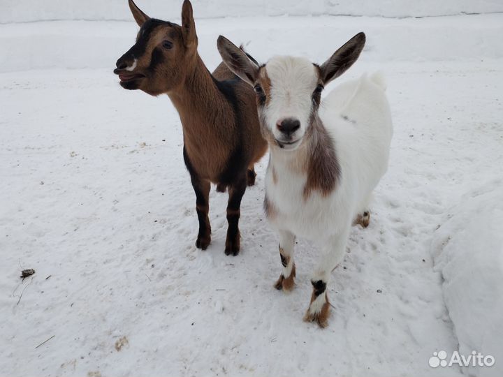 Камерунские козочки 8 месяцев