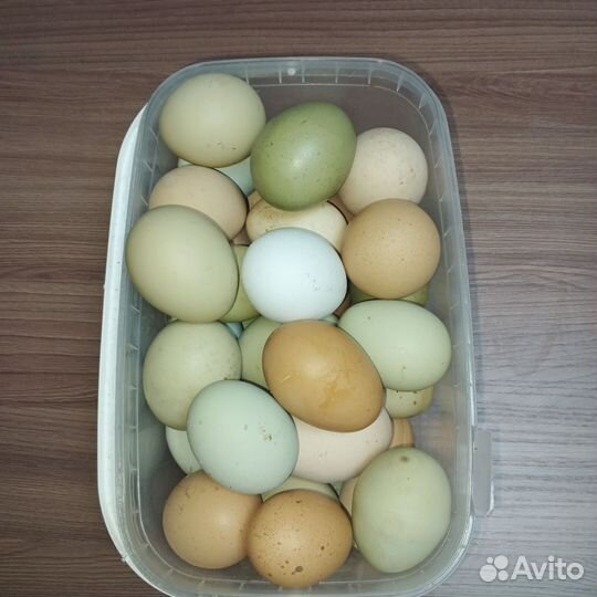 Домашние куриные яйца