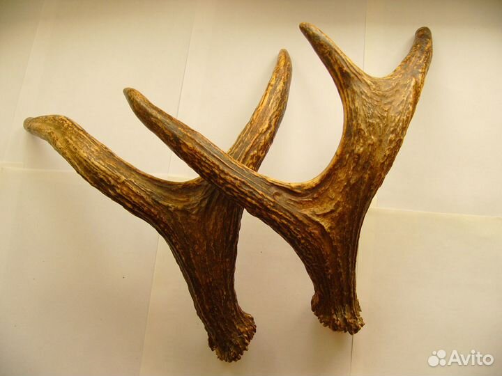 Рога лосиные