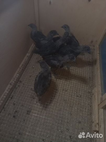 Цыплята Ухейилюй