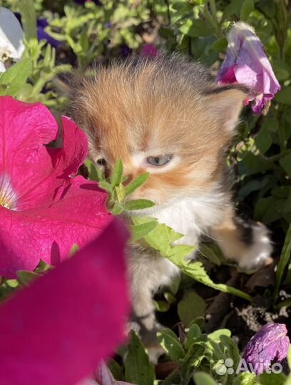 Котёнок