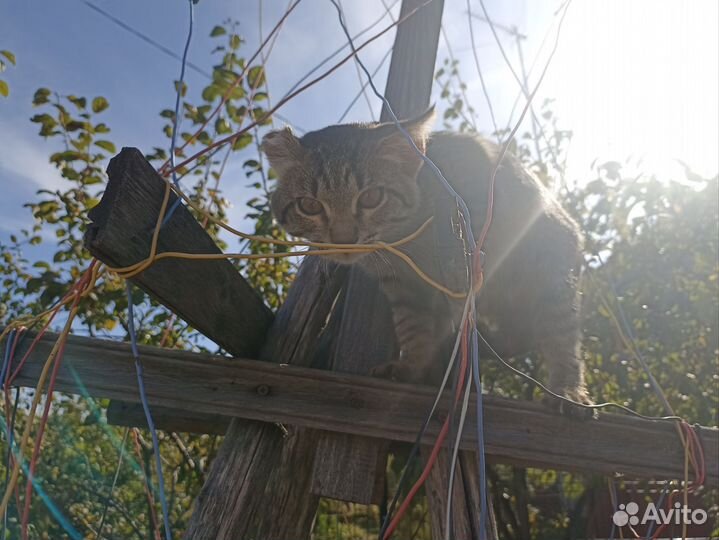 Котенок ищет дом