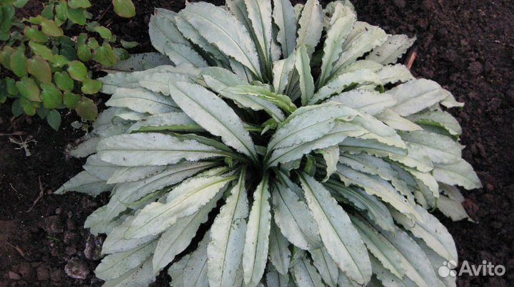 Медуницы,эхинацея