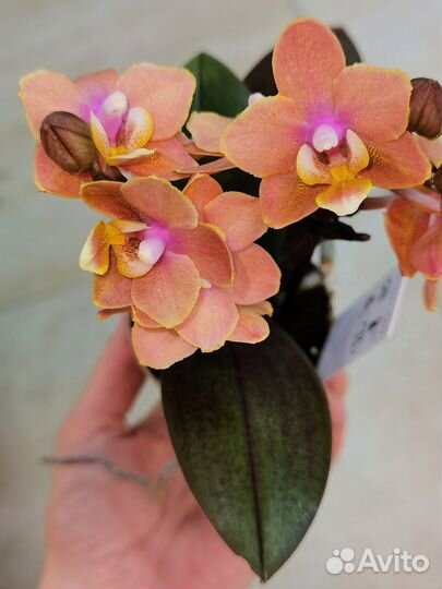 Парфюмерная фабрика Орхидея Фаленопсис мутант