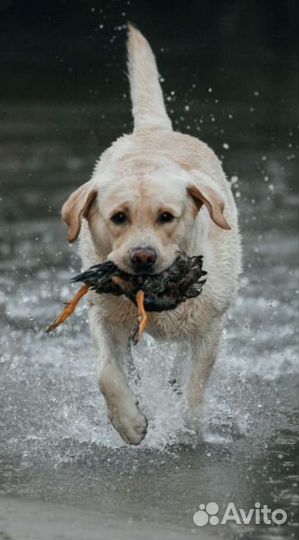 Лабрадор ретривер