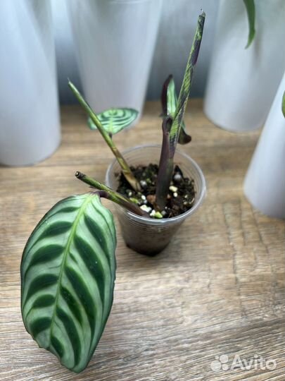 Ктенанта Бурле-маркс