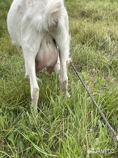 Коза дойная зааненская