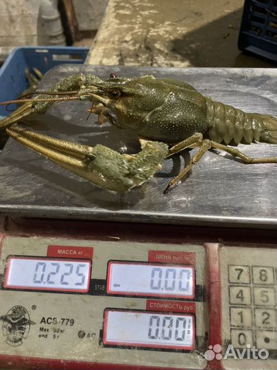Живые раки, рыба оптом и в розницу