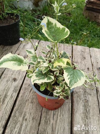 Кактусы редкие зимующие