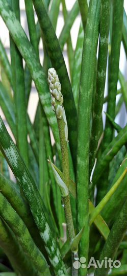 Сансевиерия Фернвуд Микадо сортовая