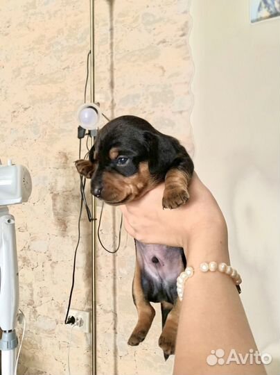 Щенки карликовой таксы