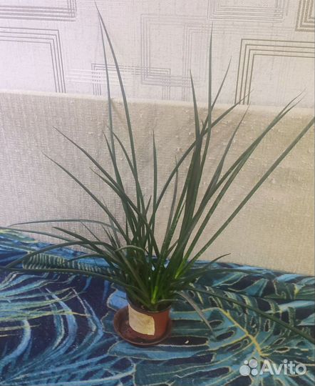 Сансивиерия