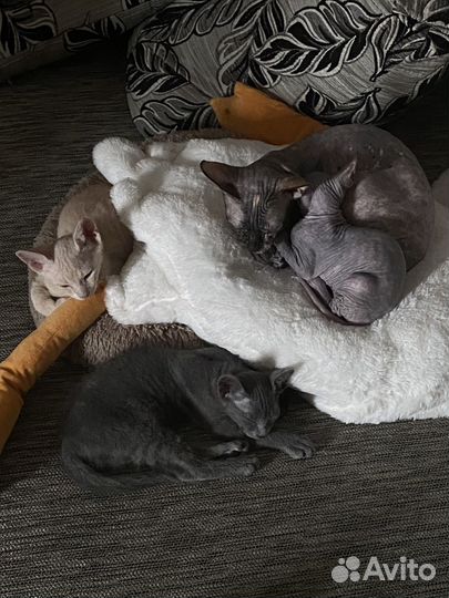 Донской сфинкс браш котята