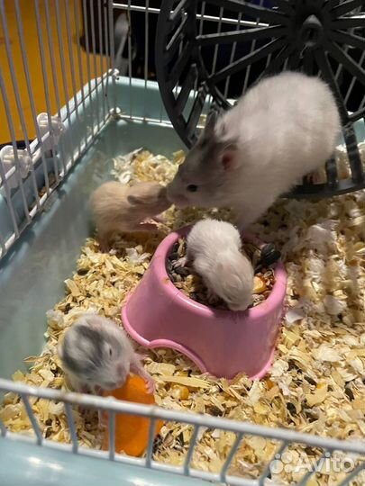 Сирийские хомячки