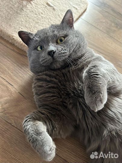 Кот Говорун