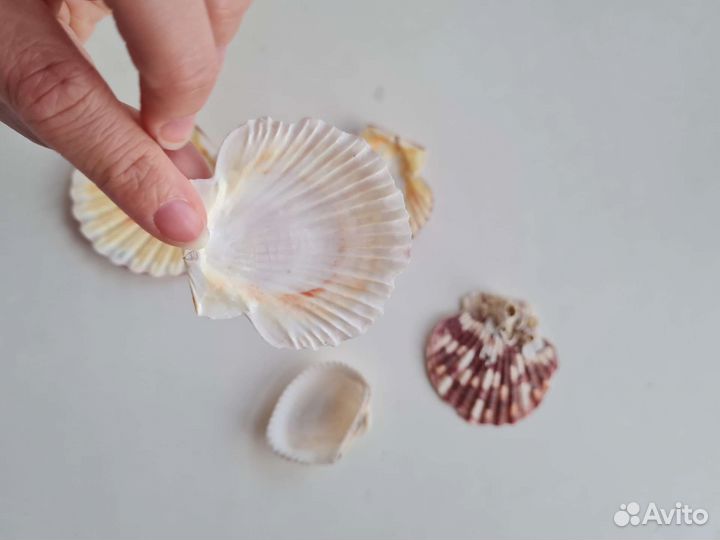 Ракушки с Чёрного моря