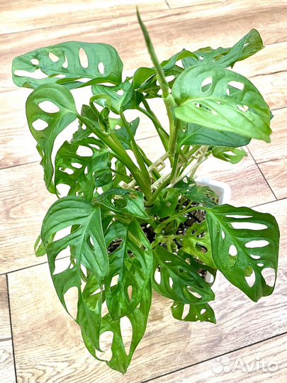 Монстера Адансона (Манки Маск)